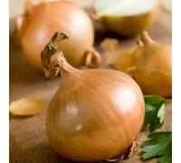 Organic Onion Setton F1 Spring Onion Sets - 250g Pack, RHS Award of Garden Merit Winner, Excellent Flavour and Storage, Ideal for Spring Planting Thompson & Morgan