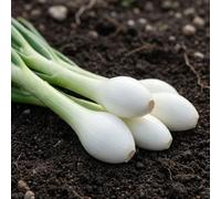 Organic Onion White Lisbon Seeds - Spring/Salad Bunching Onion Variety - Fast Growing Mild Flavour - Ideal for Salads & Garnishing - Grow Your Own Vegetables