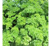 Organic Parsley Moss Curled Seeds - Hardy Aromatic Herb For Salads Cooking Garnishes. Thompson & Morgan.