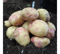 Organic Potato Cara - 2kg Bag - Maincrop Variety for Baking & Chipping, Excellent Disease Resistance, Drought Tolerant - Ideal for Allotments - Thompson & Morgan