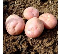 Organic Potato Setanta Seed Potatoes - 2kg Bag | Voted Best Roastie | Great for Roasting, Baking, Chipping | Blight Resistant | Thompson & Morgan