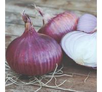 Organic Red Baron Onion Sets - Stunning Deep Red Bulbs For Salads & Cooking - Rhs Agm Variety - 500G Pack - Thompson & Morgan