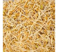 Organic Sprouting Fenugreek Seeds 125g Fast Growing Superfood Packed with Vitamins Minerals and Protein Ideal for Salads Smoothies Sandwiches and Healthy Cooking 1x Seed Packet by Thompson and Morgan