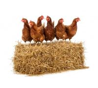 Organic Straw Litter Tray 10kg for Chickens, Horses, Hens, Donkeys, Foals - Dusted Straw, Natural, Absorbent, Eco-Friendly, Heat Insulating - Rabbit Litter Box