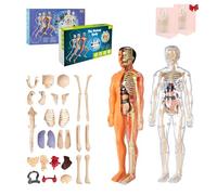 Organizeh Clear Human Body Structure Model, 29 Piece 3D Anatomy Figure Kit - Removable Organs, DIY Assembled Human Torso Organ Model, Essential Tools for Physiology and Anatomy (2Pcs Mix)