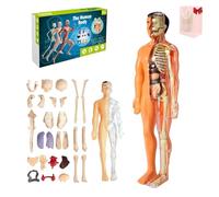 Organizeh Clear Human Body Structure Model, 29 Piece 3D Anatomy Figure Kit - Removable Organs, DIY Assembled Human Torso Organ Model, Essential Tools for Physiology and Anatomy (Translucent)