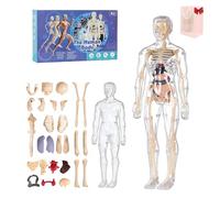 Organizeh Clear Human Body Structure Model, 29 Piece 3D Anatomy Figure Kit - Removable Organs, DIY Assembled Human Torso Organ Model, Essential Tools for Physiology and Anatomy (Transparent)