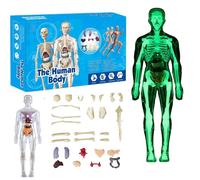 Organizeh Clear Human Body Structure Model, 29-Piece 3D Anatomy Torso Kit With Removable Organs & Bones, DIY Assembly Educational Model For Students & Teachers(Luminous model)