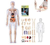 Organizeh Clear Human Body Structure Model, 29 Piece Anatomy Figure 3D Anatomy Kit, DIY Assembled Human Torso Organ Model, Removable Organs Bones Assembly Model