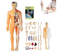 Organizeh Clear Human Body Structure Model, 29 Piece Anatomy Figure 3D Anatomy Kit, DIY Assembled Human Torso Organ Model, Removable Organs Bones Assembly Model