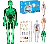 Organizeh Clear Human Body Structure Model, 29 Piece Transparent 3D Anatomy Model Kit, Removable Organs Bones Assembly Models, DIY Assembled Human Torso Kits, Figure Organ Size Anatomy's(#C)