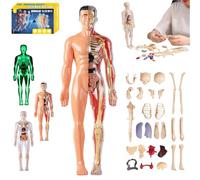Organizeh Clear Human Body Structure Model, Diy Assembled Human Torso Organ Model, 29 Piece 3d Anatomy Figure Kit - Removable Organs Bones Assembly Models With Instruction Guide (Translucent)