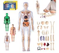Organizeh Clear Human Body Structure Model, Diy Assembled Human Torso Organ Model, 29 Piece 3d Anatomy Figure Kit - Removable Organs Bones Assembly Models With Instruction Guide (Full Transparency)