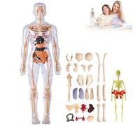 Organizeh - Clear Human Body Structure Model with Instruction Guide, 29 Piece 3d Anatomy Figure, DIY Assembled Human Torso Anatomy Model (Transparent)