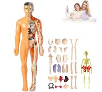 Organizeh - Clear Human Body Structure Model with Instruction Guide, 29 Piece 3d Anatomy Figure, DIY Assembled Human Torso Anatomy Model (Translucent)