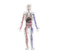 Organizeh Clear Human Structure 29 Piece Removable Bones & Transparent DIY Assembled Human Torso Organ 3D Human Skeleton For Anatomy (Full Organ) (Beige, 32cm)