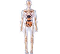 Organizeh Humans Body Skeleton Models Kits, Beyonddraw/Numericaln Clear Human Body Structure Model, 29 Piece Transparent 3D Human Body Torso Model, Essential Tools for Physiology and Anatomy (A1)