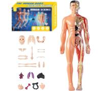 Organizeh Humans Body Skeleton Models Kits, Beyonddraw/Numericaln Clear Human Body Structure Model, 29 Piece Transparent 3D Human Body Torso Model, Essential Tools for Physiology and Anatomy (B1)