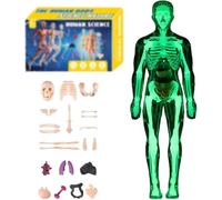 Organizeh Humans Body Skeleton Models Kits, Beyonddraw/Numericaln Clear Human Body Structure Model, 29 Piece Transparent 3D Human Body Torso Model, Essential Tools for Physiology and Anatomy (C1)