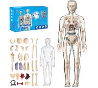 Organizeh Transparent 3D Human Body Model, 29 Piece Removable Organs and Bones, DIY Assembly Educational Torso Structure with Manual