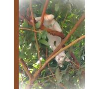 Organizer Book: My Cat Hiding on a Tree | Undated Weekly Checklist/Calendar
