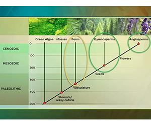 Organizing the Huge Diversity of Plants