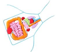 Organs Apron Insights Awareness Science Teaching Aids for Home Toddlers Kids