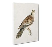 Oriental Turtle Dove By Von Wright Canvas Print | Gallery Wrapped 30mm Frame Wall Art | 24x16 inches | Ready to Hang | Retro Animals Picture | Living Room Bedroom Lounge Office