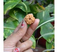 Original 4 Mukhi Rudraksha Beads | Lab Certified Nepali Elaeocarpus Ganitrus | Loose Seeds for Meditation, Prayer, Healing & Chakra Balancing | Genuine Spiritual Product for Men & Women
