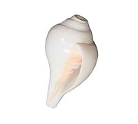 Original Blowing Shankh Conch Shells 4"inch - Loud & Big Blowing Vamavarti Dattatreya Shankh (White) | Genuine Shankha For Puja Ritual Shankhnaad Plain Pooja Shankh
