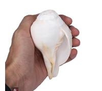 Original Blowing Shankh (VAMAVARTI BAJNEWALA) Conch Shells 5"inch - Loud & Big Vamavarti Dattatreya Blowing Shankh (White) | Genuine Shankha For Puja Ritual Shankhnaad Plain Pooja Shankh