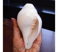 Original Blowing Shankh (VAMAVARTI BAJNEWALA) Conch Shells 5"inch - Loud & Big Vamavarti Dattatreya Blowing Shankh (White) | Genuine Shankha For Puja Ritual Shankhnaad Plain Pooja Shankh