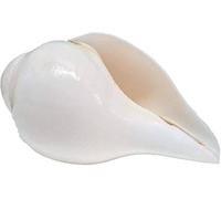 Original Blowing Shankh (VAMAVARTI BAJNEWALA) Conch Shells 6"inch - Loud & Big Vamavarti Dattatreya Blowing Shankh (White) | Genuine Shankha For Puja Ritual Shankhnaad Plain Pooja Shankh