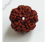 Original Nepali Rudraksha | Elaeocarpus ganitrus Rudraksha Seeds Loose Beads Original & Lab Certified | Chakra Spiritual and Healing Product - Almighty Genuine Rudraksha Guaranty (5 mukhi Rudraksha)