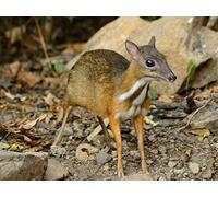 Origins in Indonesia and the Philippines