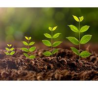 Origins of Agriculture