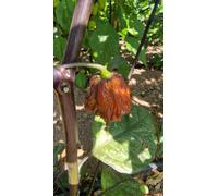 Orion Chilli Seeds - 10 Fresh Seeds