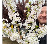 Ornamental Flowering Cherry Blossom Dwarf Tree - Nipponica âBrilliant'