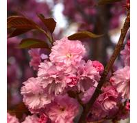 Ornamental Flowering - Prunus serrulata 'Kanzan' RHS Award Dwarf Cherry Blossom Tree, 70-80cm