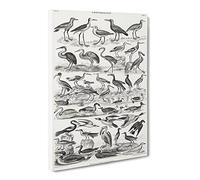 Ornithology Study Of Birds Lxvii By Oliver Goldsmith Canvas Print | Gallery Wrapped 30mm Frame Wall Art | 30x20 inches | Ready to Hang | Retro Bird Picture | Living Room Bedroom Lounge Office