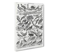 Ornithology Study of Birds LXX by Oliver Goldsmith Canvas Print | Gallery Wrapped 30mm Frame Wall Art | 30x20 inches | Ready to Hang | Modern Bird Picture | Living Room Bedroom Lounge Office