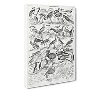 Ornithology Study of Birds LXXIL by Oliver Goldsmith Canvas Print | Gallery Wrapped 30mm Frame Wall Art | 30x20 inches | Ready to Hang | Modern Bird Picture | Living Room Bedroom Lounge Office