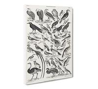Ornithology The Study Of Birds Lxvii By Oliver Goldsmith Vintage Canvas Wall Art Print Ready to Hang, Framed Picture for Living Room Bedroom Home Office Décor, 24x16 Inch (60x40 cm)