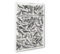 Ornithology The Study of Birds LXXIX by Oliver Goldsmith Canvas Print | Gallery Wrapped 30mm Frame Wall Art | 30x20 inches | Ready to Hang | Modern Bird Picture | Living Room Bedroom Lounge Office