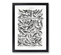 Ornithology The Study of Birds LXXIX by Oliver Goldsmith Framed Print | A2 Black Framed Wall Art | Ready to Hang | Modern Nature Picture | Living Room Bedroom Lounge Office