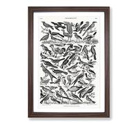 Ornithology The Study of Birds LXXIX by Oliver Goldsmith Framed Print | A2 Walnut Framed Wall Art | Ready to Hang | Modern Nature Picture | Living Room Bedroom Lounge Office