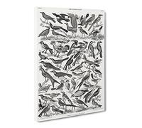 Ornithology The Study Of Birds Lxxix By Oliver Goldsmith Vintage Canvas Wall Art Print Ready to Hang, Framed Picture for Living Room Bedroom Home Office Décor, 20x14 Inch (50x35 cm)