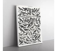 Ornithology The Study Of Birds Lxxix By Oliver Goldsmith Vintage Canvas Wall Art Print Ready to Hang, Framed Picture for Living Room Bedroom Home Office Décor, 76x50 cm (30x20 Inch)
