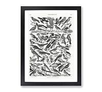Ornithology The Study Of Birds Lxxix By Oliver Goldsmith Vintage Framed Print | A2 Black Framed Wall Art | Ready to Hang | Classic Nature Picture | Living Room Bedroom Lounge Office