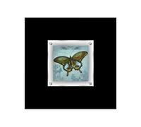 Orsina Butterfly 1 Framed Wall Art Home Wall Décor in Black Orsina Black